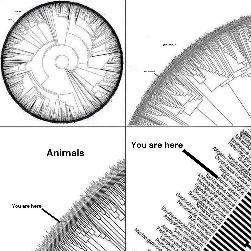 L’arbre du vivant est surtout microbien